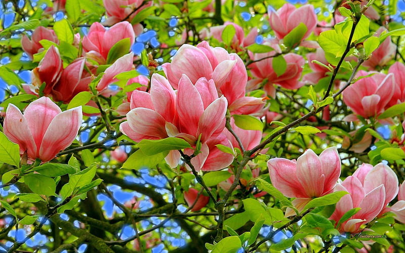 pink magnolia-flowers, HD wallpaper