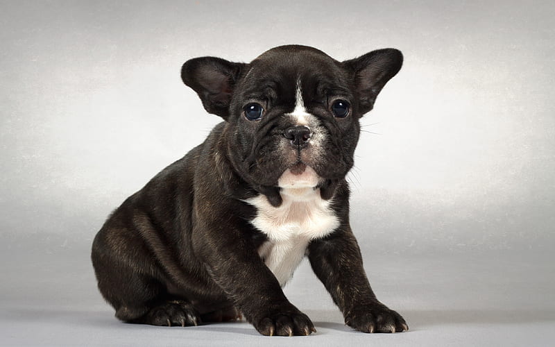 french bulldog, black little puppy, small dog, pets, cute animals, dogs, puppies, HD wallpaper