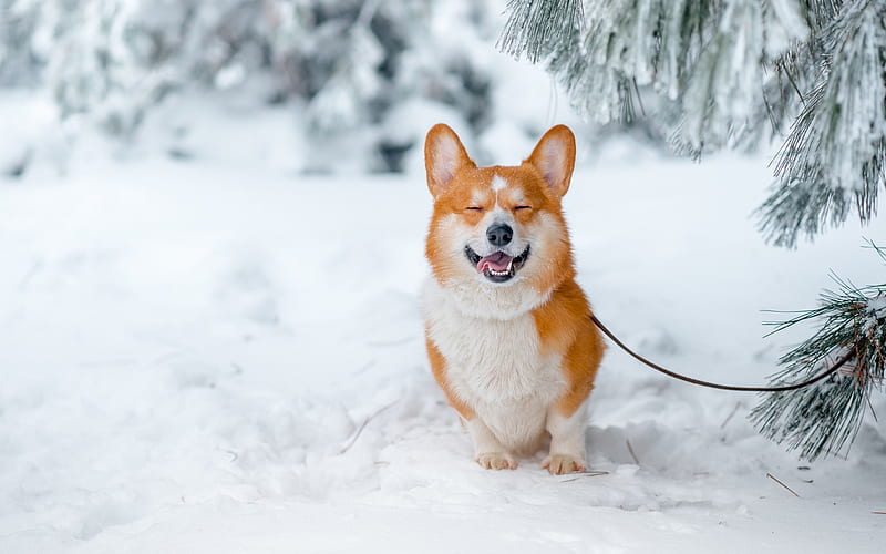 Welsh Corgi, ginger dog, winter, snow, forest, pets, dogs, breeds of dogs, HD wallpaper