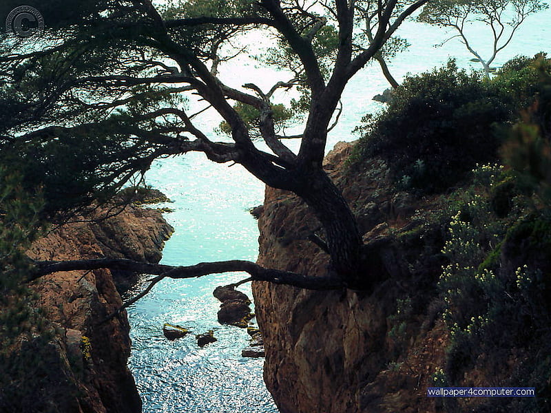 view from the cliff, rocks, shores, sole tree, cliffs, sea, HD wallpaper