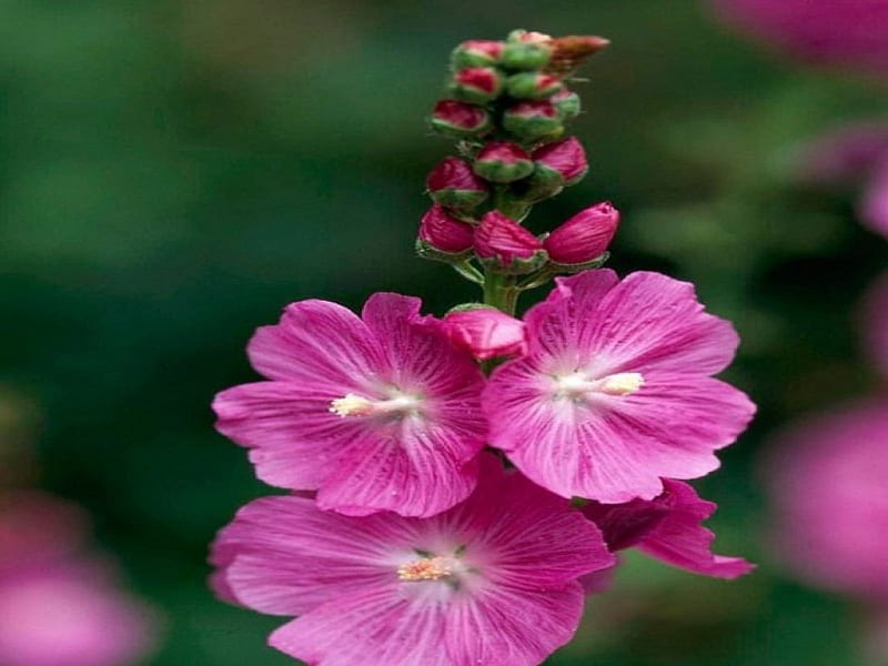 Hollyhocks, petals, close up, buds, pink, HD wallpaper