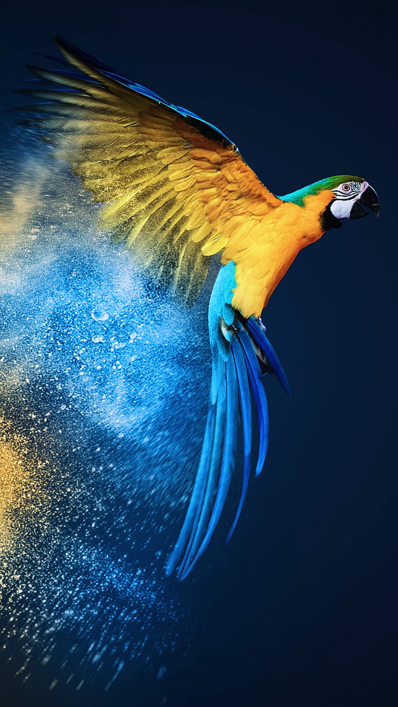 Macaw Parrot, macaw, parrot, birds, HD wallpaper | Peakpx