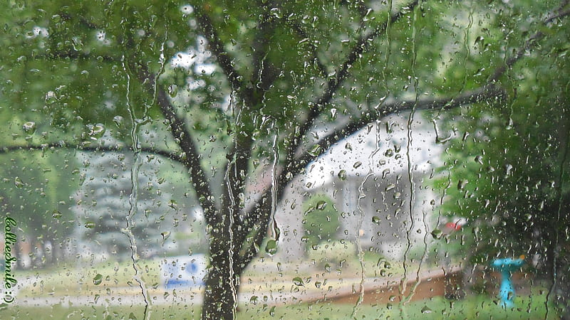 Summer Rain, rained, birdbath, raindrops, sign, drops, trees, rains, tree, green, raining, rain, HD wallpaper