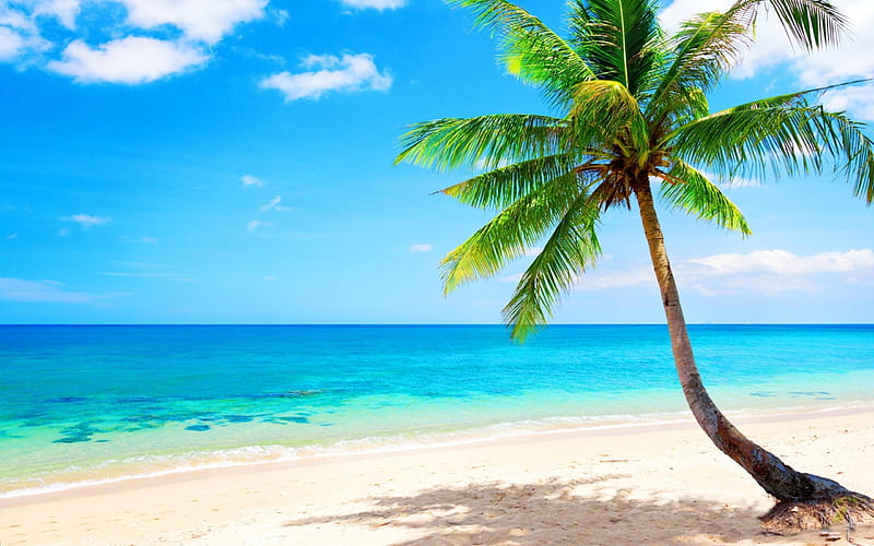 Palm Beach, shore, holidays, sun, palm, clouds, sea, beach, sand ...