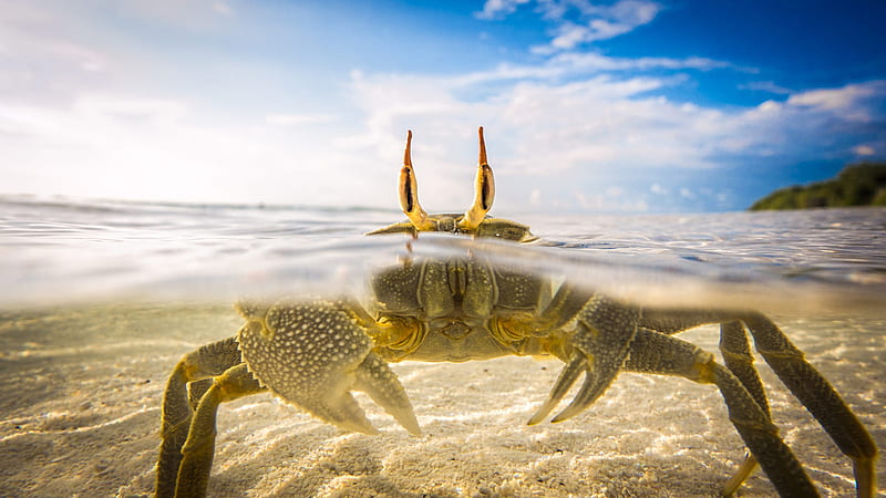 Crab In Clear Water Animals, HD wallpaper