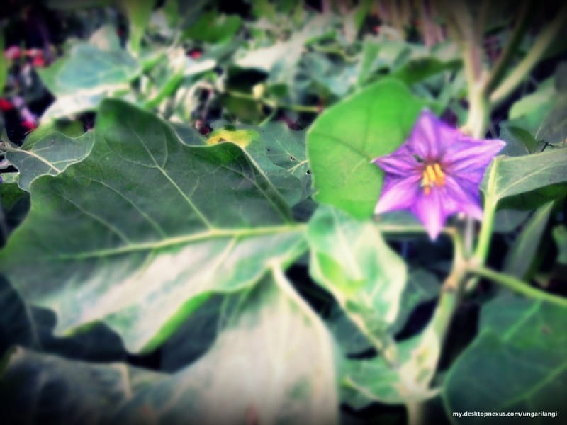 Bunga Terung, leaves, purple, green, flower, eggplant, HD wallpaper