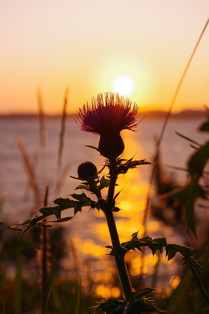 thistle, plant, sun, sunset, HD phone wallpaper