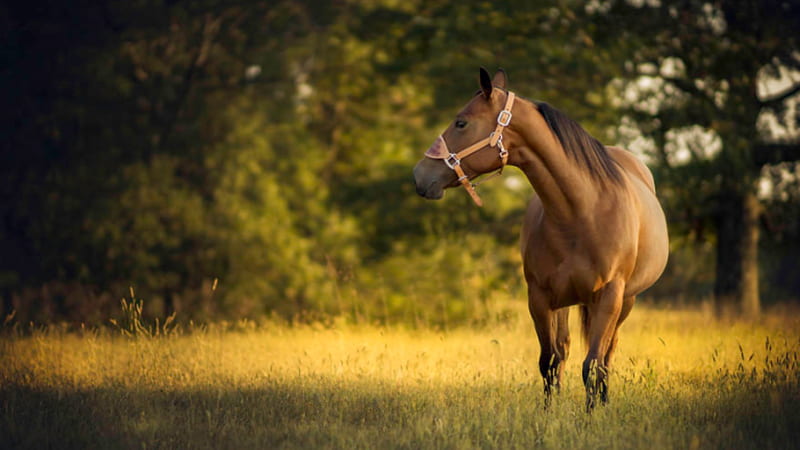 peaceful Grazing, pony, horse, grass, field, HD wallpaper
