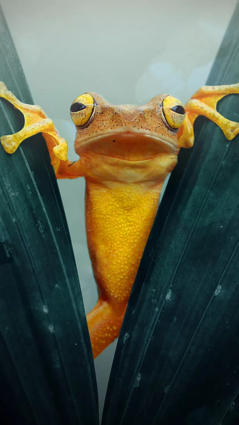 Funny frog, animal, humor, leaves, yellow, HD phone wallpaper