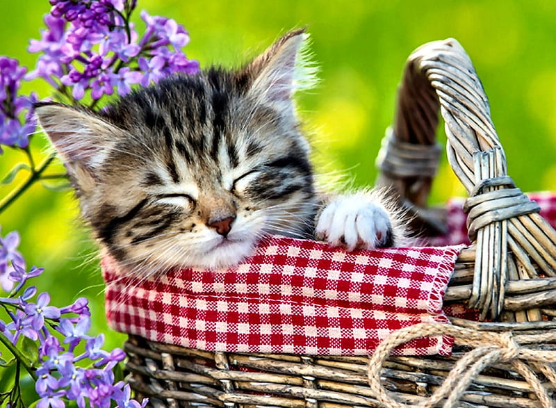 Kitten Sleeping in Basket beautiful, pets, animal, feline, graphy ...