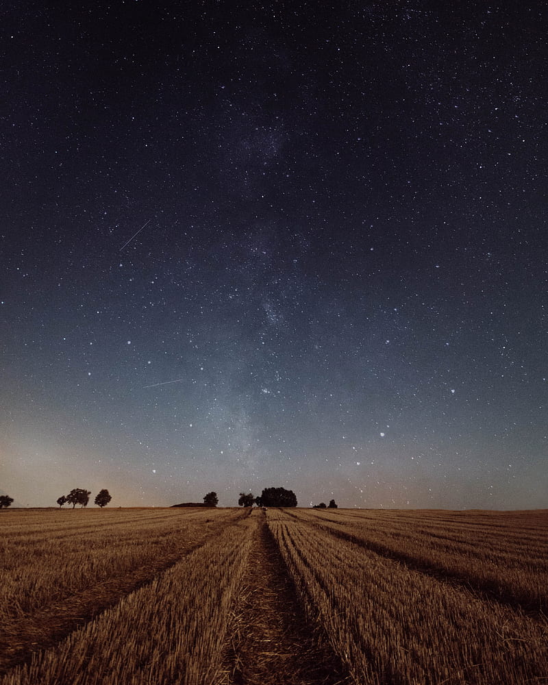starry sky, field, grass, twilight, night, trees, HD phone wallpaper