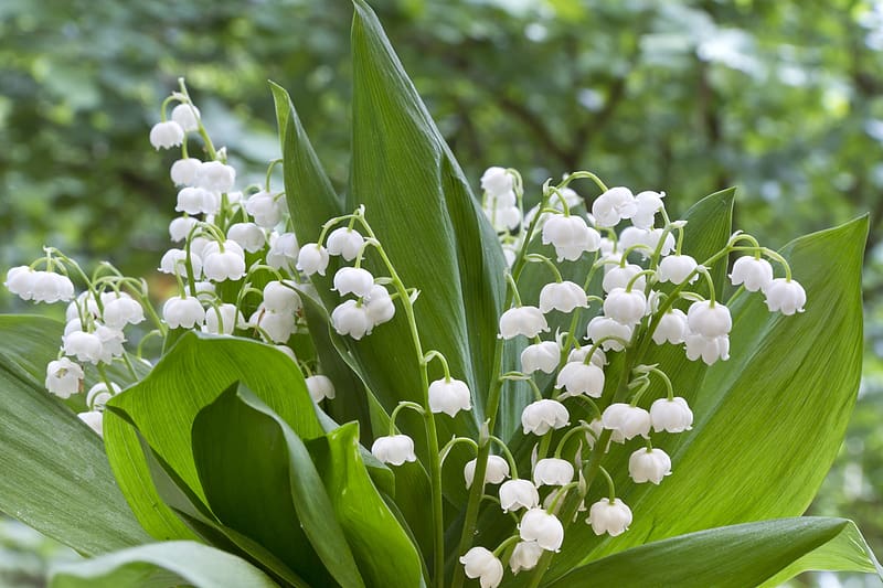 Lily of the valley, White, Flowers, Nature, Leaves, HD wallpaper | Peakpx