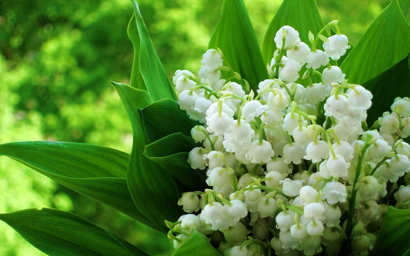 Spring flowers, cute, tiny, green, flowers, white, HD wallpaper | Peakpx