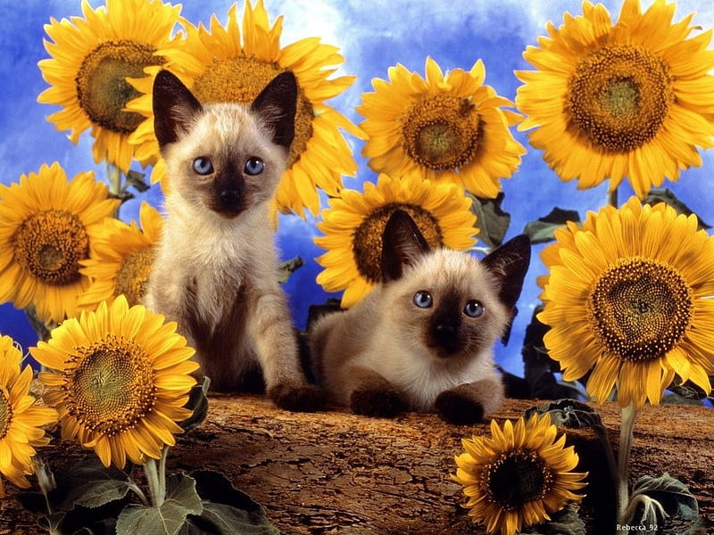SUNSHINE FOR KITKAT99 (LEBALANG), sunflowers, friendship, siamese, summer, kittens, flowers, pets, cats, HD wallpaper
