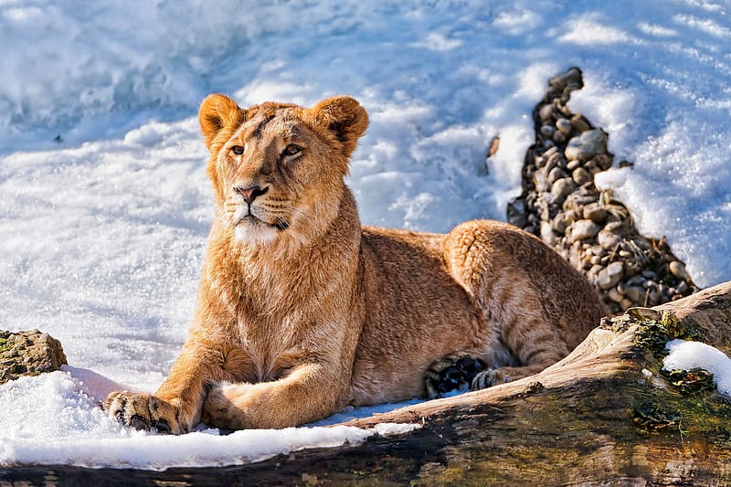 Cats, Snow, Lion, Animal, HD wallpaper