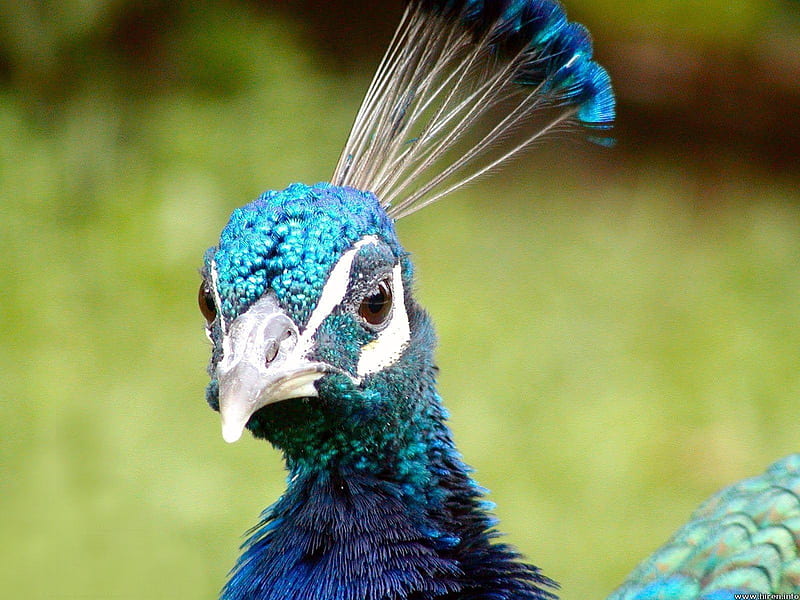 Do you like my style? (for Cica), graph, head, peacock, animal, bird, beak, colours, eyes, style, HD wallpaper