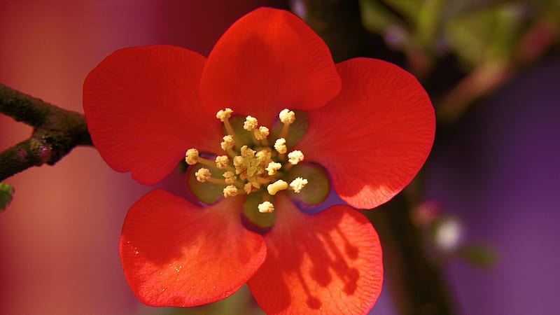 Hermosa flor roja flores de filamento amarillo, Fondo de pantalla HD |  Peakpx
