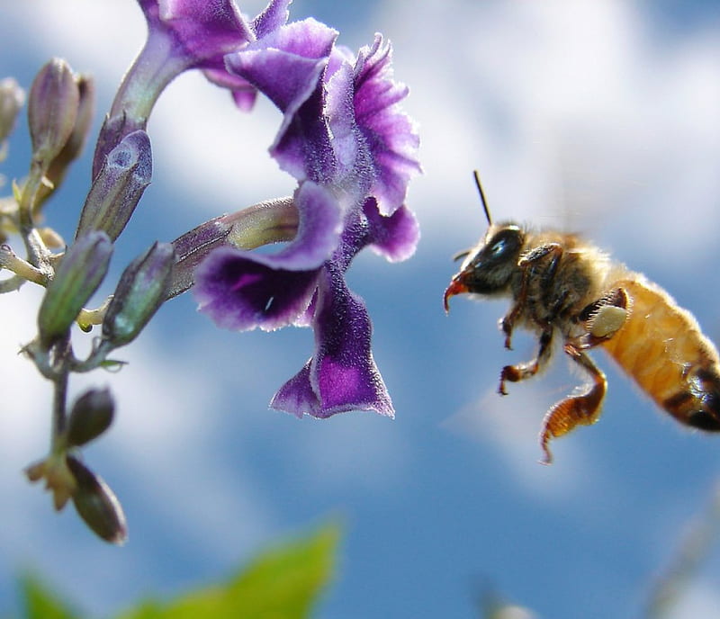 Honeybee, flower, bee, honey, purple, HD wallpaper