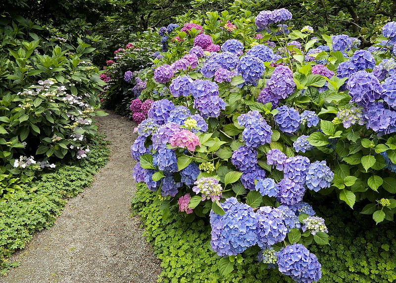 kinds of ornamental plants: HYDRANGEA - Popular ornamental plants, Hydrangea Garden, HD wallpaper