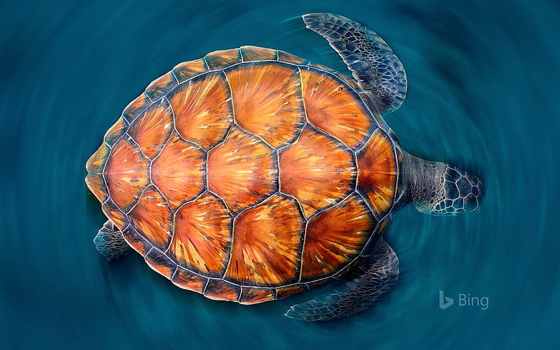 A green sea turtle shows off its shell - Bing, HD wallpaper