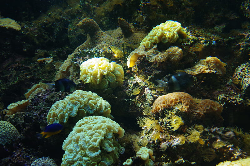 fish, corals, algae, aquarium, HD wallpaper