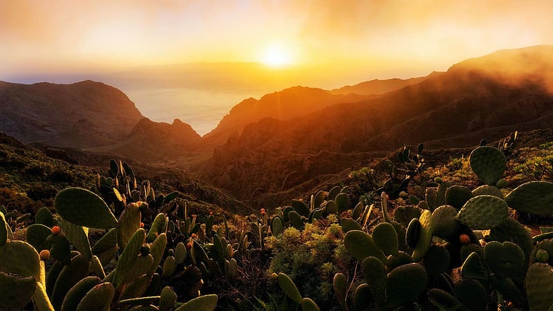 Tenerife, Canary Islands, hills, morning, sky, flowers, sunrise, sea, island, spain, clouds, cactuses, HD wallpaper