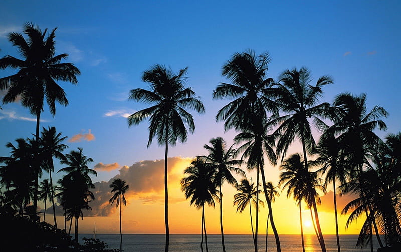 palmeras al atardecer, palmeras, playa, sea, sunset, HD wallpaper