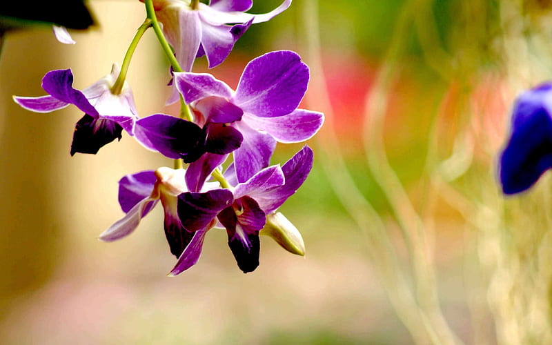 Best Purple orchid-Flower graphy, HD wallpaper