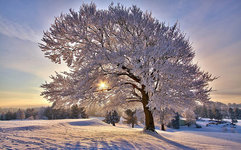 beautiful winter morning-Winter landscape, HD wallpaper
