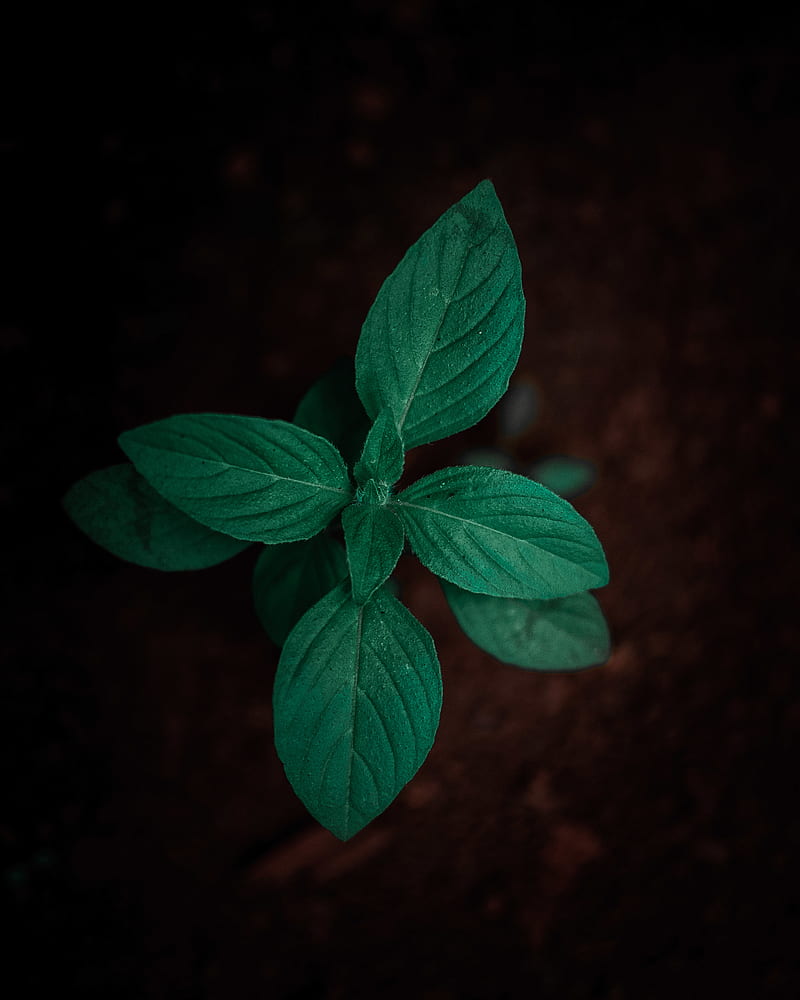 sprout, plant, leaves, green, macro, HD phone wallpaper
