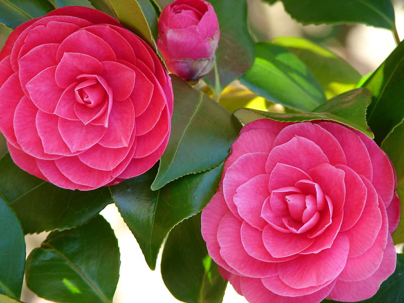 Camellias, Leave, Flowers, Pink, HD wallpaper