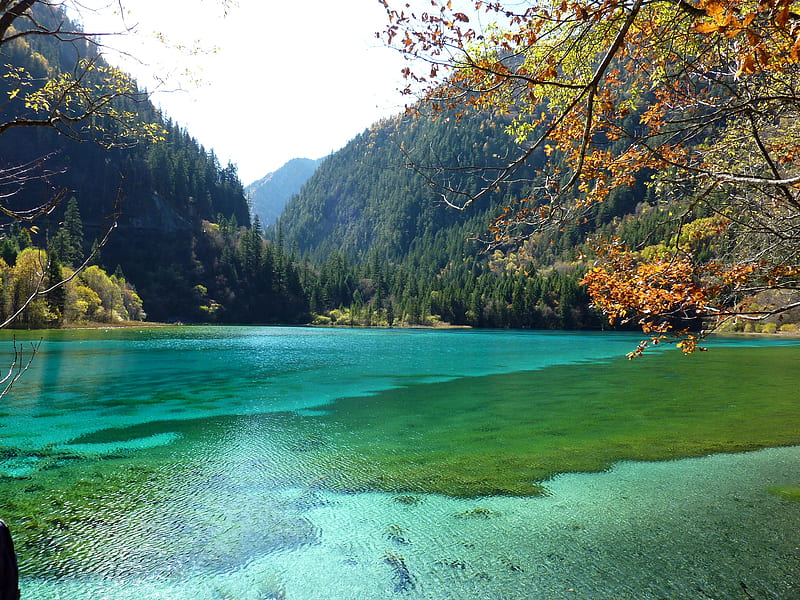Jiuzhaigou National Park , China, leaves, autumn, park, trees, forest, HD wallpaper