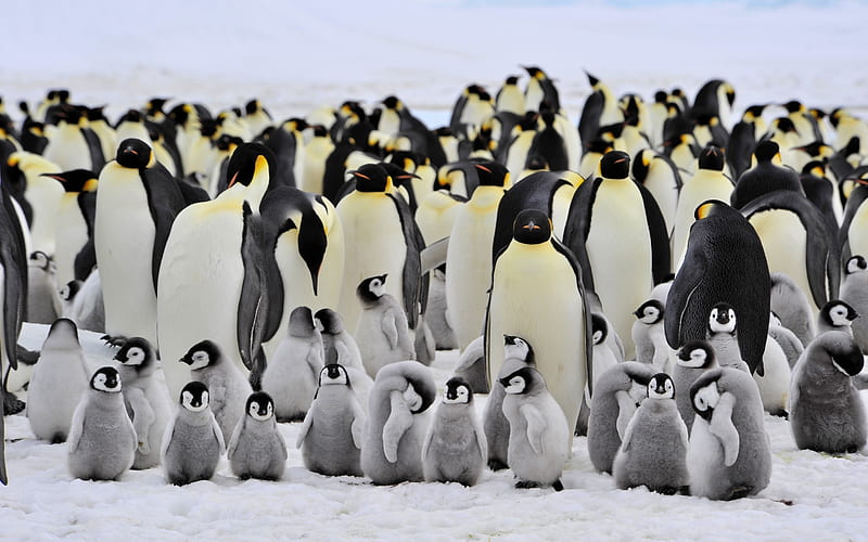 Emperor penguins, family, cute, bird, royal penguins, baby, winter, HD wallpaper
