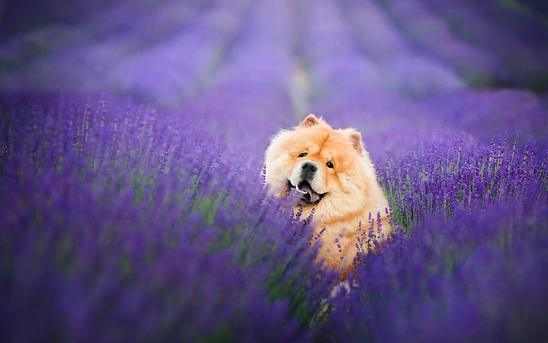 chow chow, brown fluffy dog, lavender, flower field, cute fluffy dogs, pets, dogs, HD wallpaper