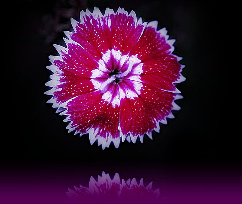 Dianthus Reflection, dark, flower, black, nature, spring, reflection, HD wallpaper