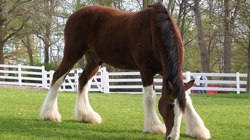 clydesdale, paddock, tree, horse, HD wallpaper