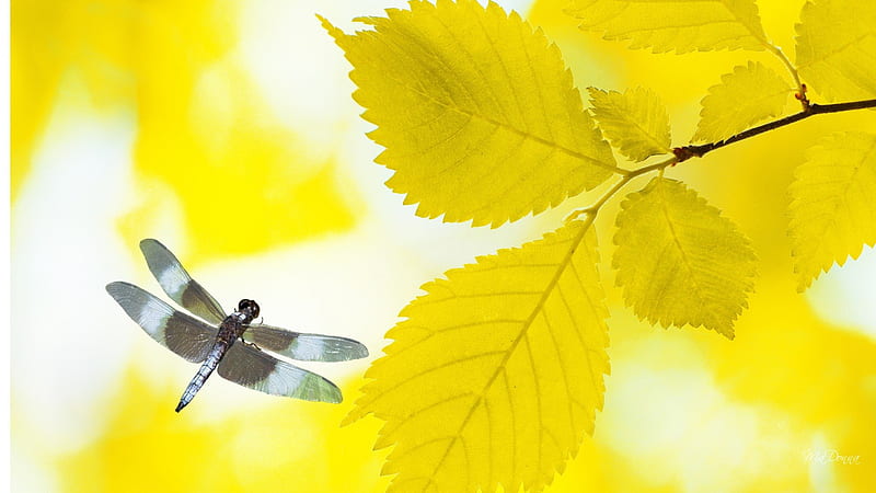 Golden Birch and Dragonfly, fall, autumn, birch, yellow, abstract, leaves, gold, flying, dragonfly, insect, HD wallpaper