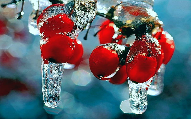 winter, Nature, First, Snow, Frost, Red, Berries, Fruits, Rosehips, Icicles / and Mobile Background, HD wallpaper
