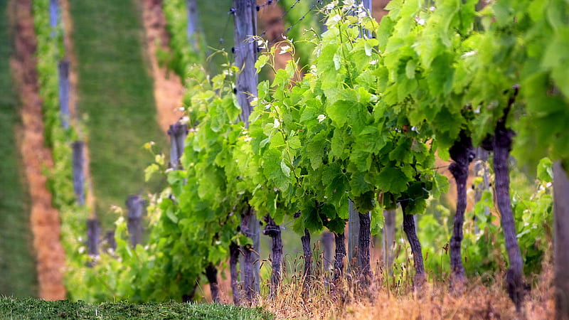 Baby Wine, grape, wine, plants, nature, region, fields, HD wallpaper