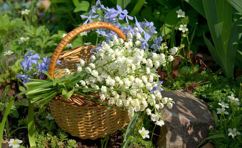 Lily of the Valley, lily, flowers, nature, basket, HD wallpaper