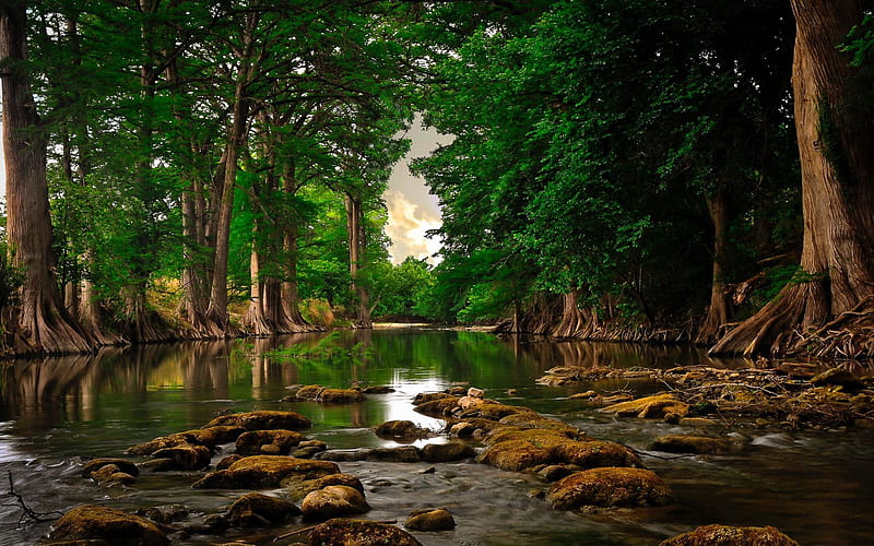 river in the forest, green trees, forest, river, environment, ecology, HD wallpaper