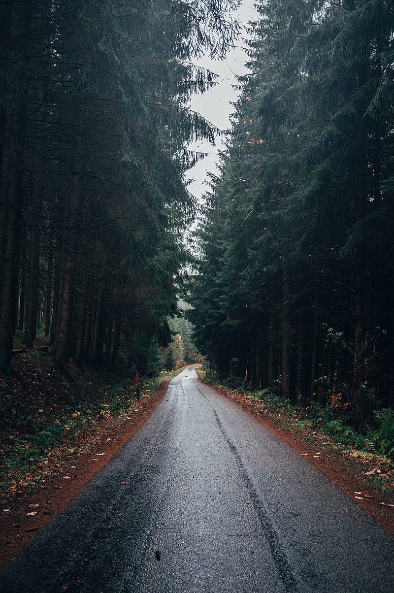road, forest, trees, asphalt, wet, HD phone wallpaper