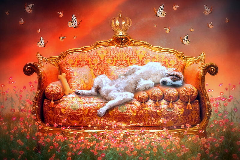 Humourous, lovely, colors, butterflies, spring, digital art, cute, manipulation, flowers, cosmos, butterfly designs, sofa, animals, dogs, HD wallpaper