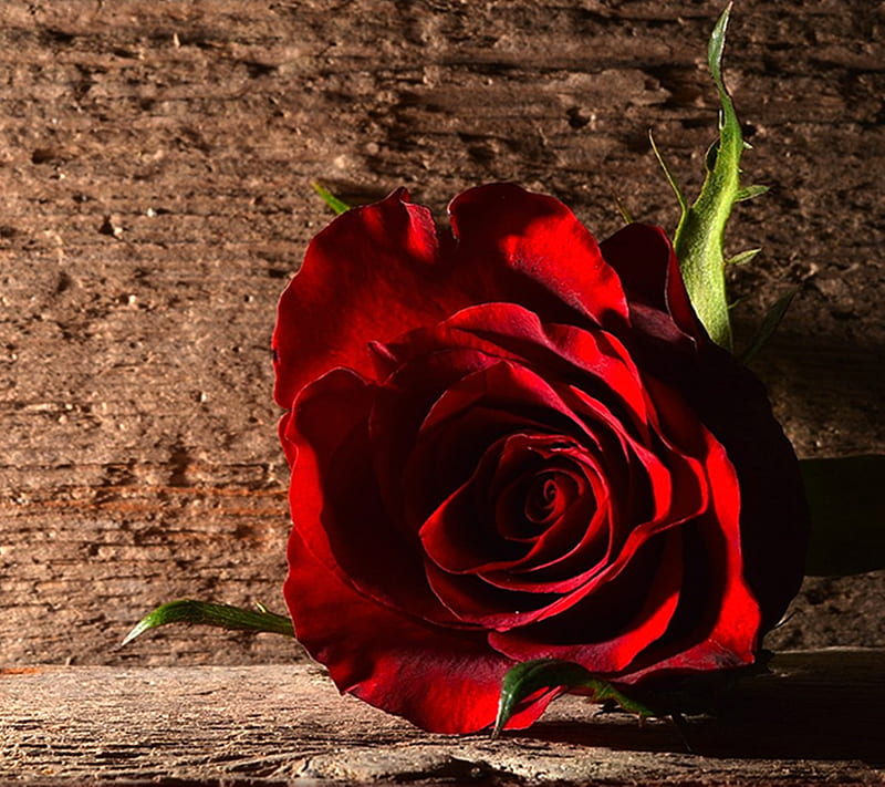 Red Rose, HD wallpaper