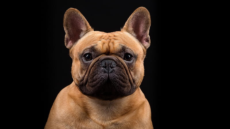 French Bulldog With Black Background Animals, HD wallpaper