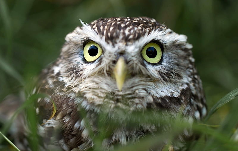 *** Owl ***, zwierzeta, szara, sowa, ptaki, HD wallpaper