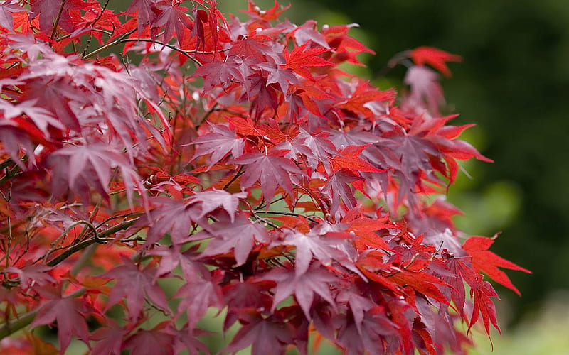 Japanese Maple tree, red, tree, leaves, HD wallpaper