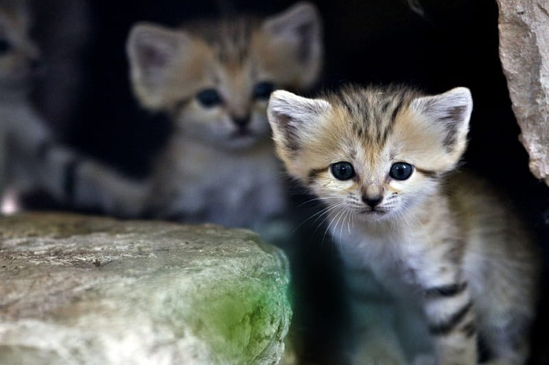 Young Sandcats, ears, look, pointy, small, HD wallpaper