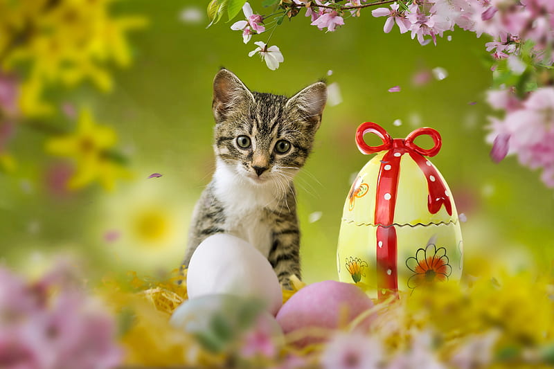 Cats, Cat, Baby Animal , Easter Egg , Kitten, HD wallpaper