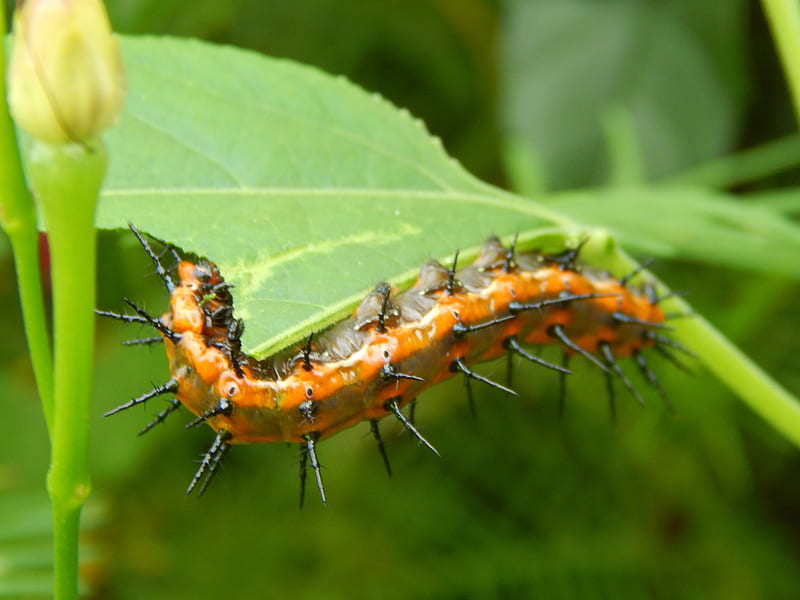 Gulf Fritillary Caterpillar, macro, nature, outdoor, animal, HD wallpaper